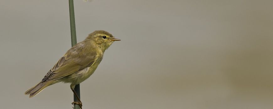 Fitis verlaat nu al het land, op weg naar Afrika