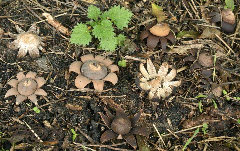 Weather earthstars, photo by Piet Brouwer