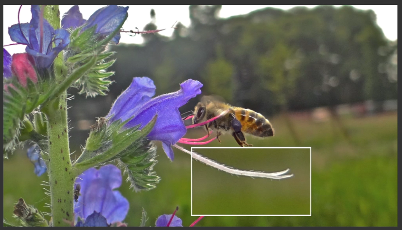 https://images.e-vision.nl/naturetoday/images/optimized/704c1244-5eca-4302-b7bd-fc2d8281e9e5.png&w=1280 https://images.e-vision.nl/naturetoday/images/optimized/704c1244-5eca-4302-b7bd-fc2d8281e9e5.png&w=1280