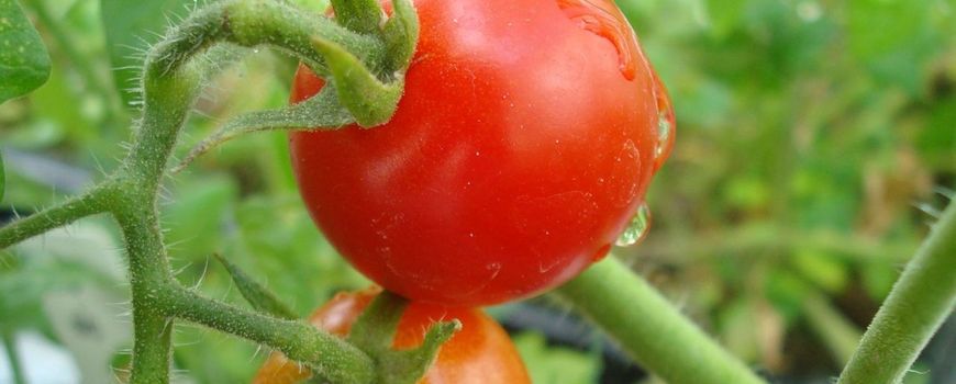 First tomatoes and peas harvested from Mars-like soil