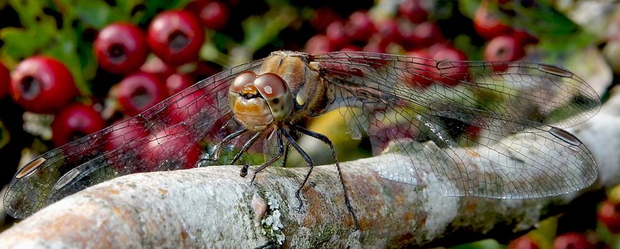 Nog overal heidelibellen