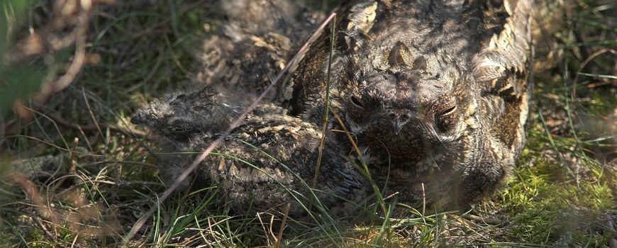 Nachtzwaluwen op weg naar Afrika