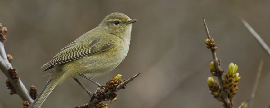 https://images.e-vision.nl/naturetoday/images/optimized/827dc3cd-3ef1-45db-8cf2-41a9be0a07ac.jpg&h=350&w=870&v=1590522822 https://images.e-vision.nl/naturetoday/images/optimized/827dc3cd-3ef1-45db-8cf2-41a9be0a07ac.jpg&h=350&w=870&v=1590522822
