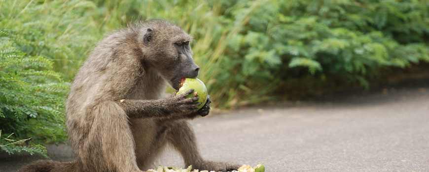 Beste Nature Today | Illegale handel in wilde dieren, bushmeat en pandemieën VT-73