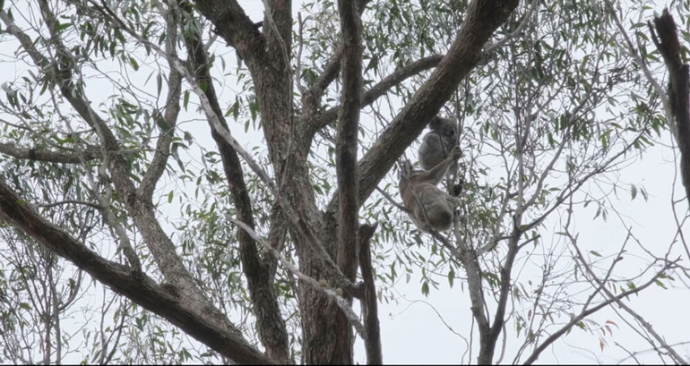Koala's in een boom