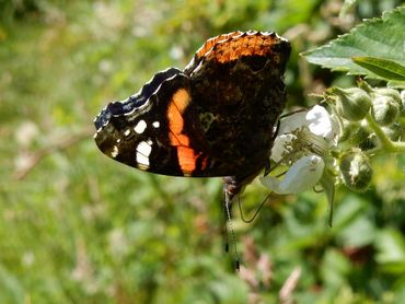 Atalanta is nu veel te zien in de tuin