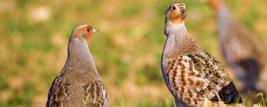 Hoe kunnen we het tij keren voor akkervogels?