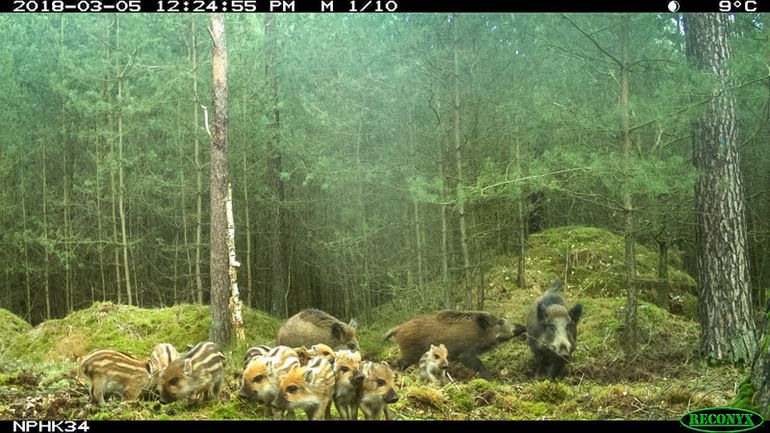 Groep everzwijnen vastgelegd op een van de cameravallen