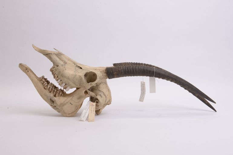 Nach dieser neuen Studie ist kein einziger Blockbockschädel erhalten geblieben.  Dieses Exemplar aus dem Amsterdamer Zoologischen Museum entpuppt sich als Zobelantilope
