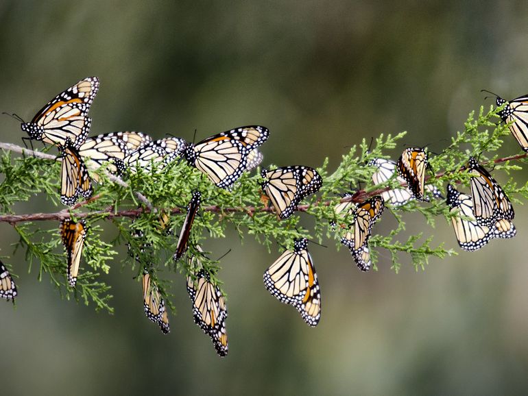 In Mexico overwinteren monarchvlinders soms met vele tienduizenden in een boom. Hier in Pismo Preserve in Californië