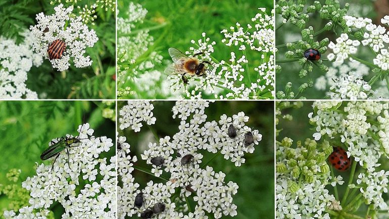 Ongeschikt voor menselijke consumptie, maar een groots eetfestijn voor veel insecten!