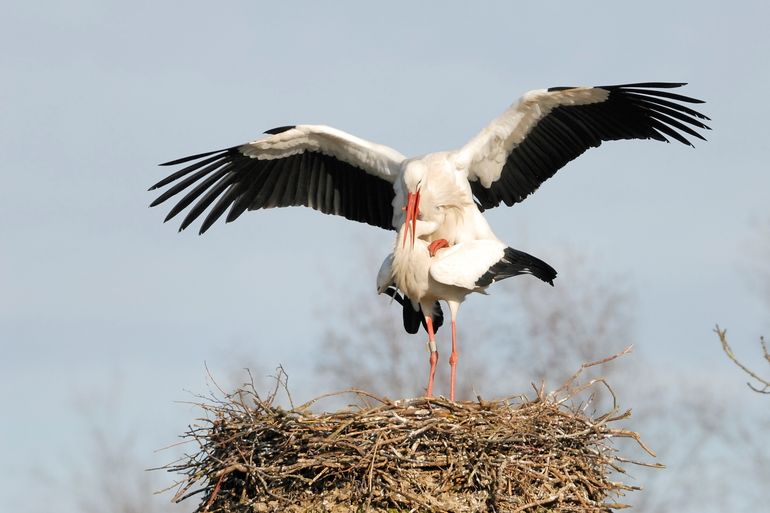 Nature Today | Beleef de Lente start 1 maart