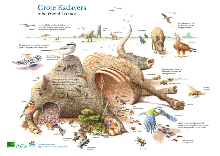 Grote kadavers en hun sleutelrol in de natuur