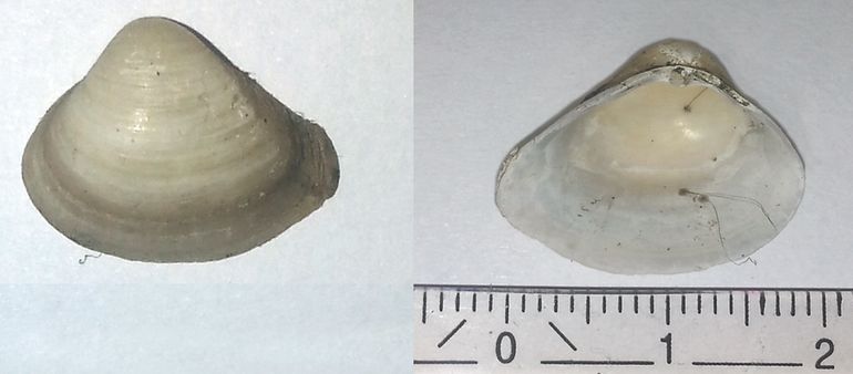 Figuur 3. Losse klep van de Amerikaanse strandschelp (Mulinia lateralis), verzameld op 25-12-2019 bij paal 48 op Ameland