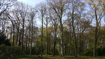 Zijn de recreatiebossen rond steden een geschikt biotoop voor de boommarter?