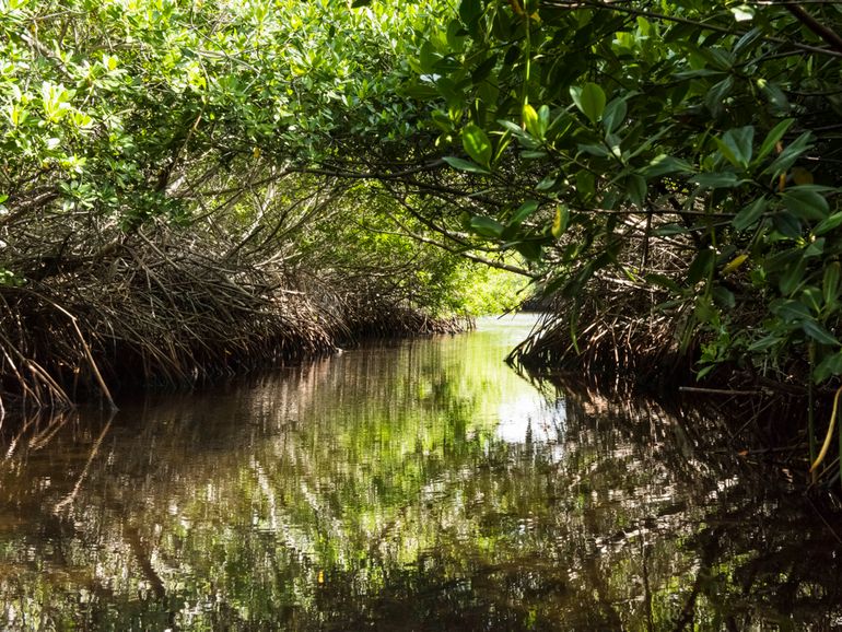 Mangroven bij Lac Bay, Bonaire