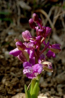 Anacamptis morio 1, Harlekijn, green-winged orchid