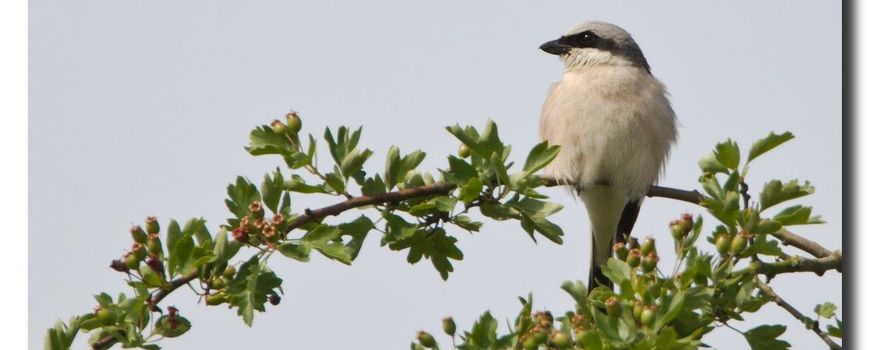 Grauwe klauwier broedt in wisentgebied Maashorst