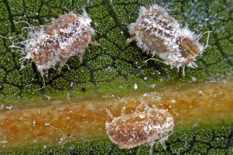Lauritrioza alacris, onvolwassen bladvlooien hebben vaak een kenmerkende wasafscheiding