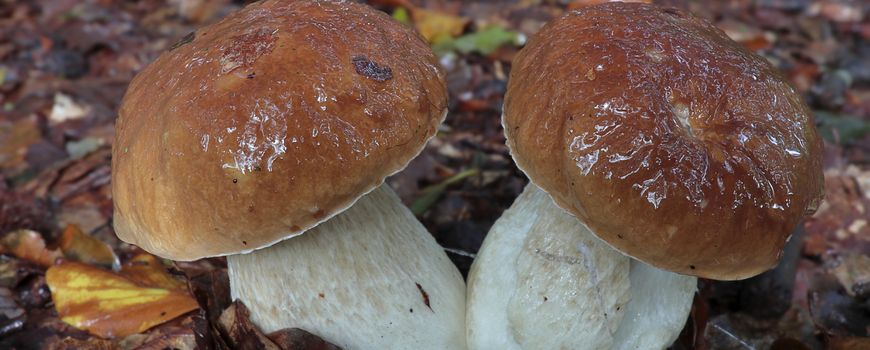 Grillig weer van grote invloed op het verschijnen van paddenstoelen