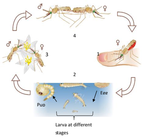 Nature Today | Life cycle Anopheles mosquito