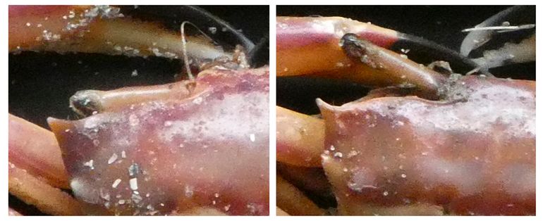 Twee kenmerken van de Hoekige krab: de inklapbare oogsteel en de stekelvormige hoekpunt op de carapax (rugschild)