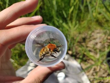 Een moshommel die werd gevonden in het Wormer- en Jisperveld, en de Wieden