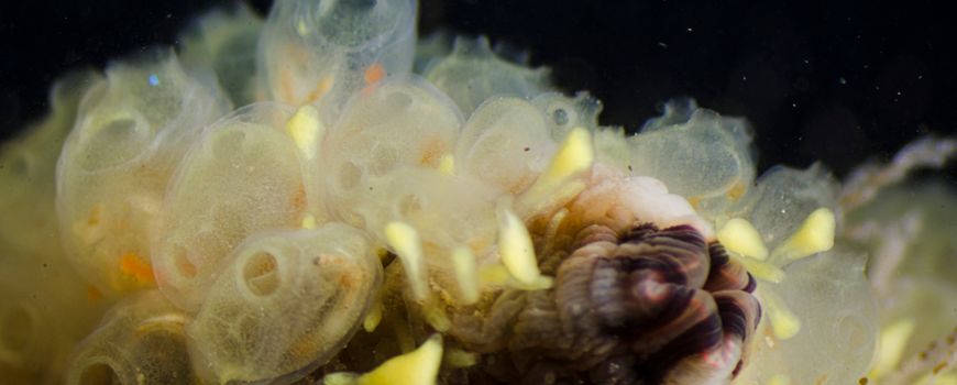 Gaat Perophora japonica de Oosterschelde koloniseren?