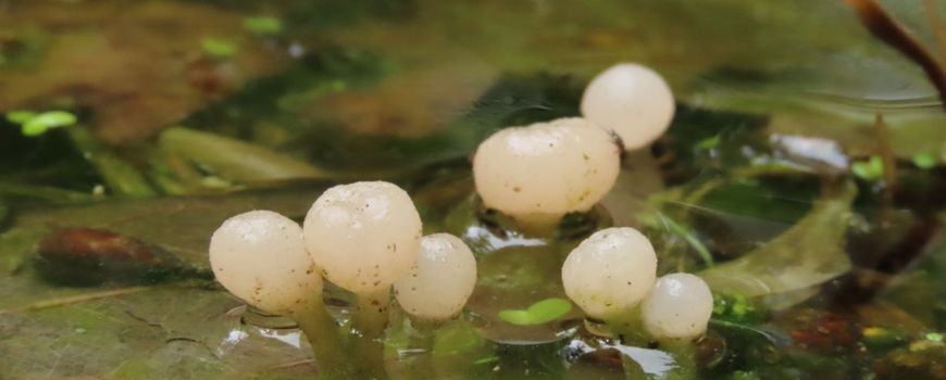 https://images.e-vision.nl/naturetoday/images/optimized/c9a687c6-0b7c-4ef6-b707-37f39fff2d57.jpg&h=350&w=870&v=1590311906 https://images.e-vision.nl/naturetoday/images/optimized/c9a687c6-0b7c-4ef6-b707-37f39fff2d57.jpg&h=350&w=870&v=1590311906