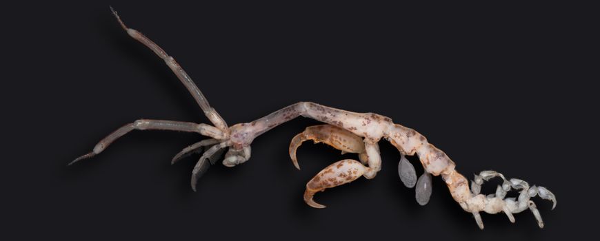 Twee nieuwe spookkreeften in Nederland