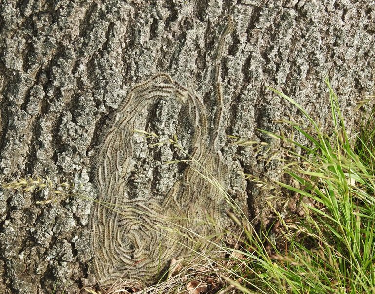 Eikenprocessierupsen komen uit de grond op 7 juni 2019