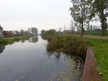 Tussen het riet aan de oever van het Polderhoofdkanaal bij De Veenhoop werd tot twee keer toe een melanistische muis gevangen