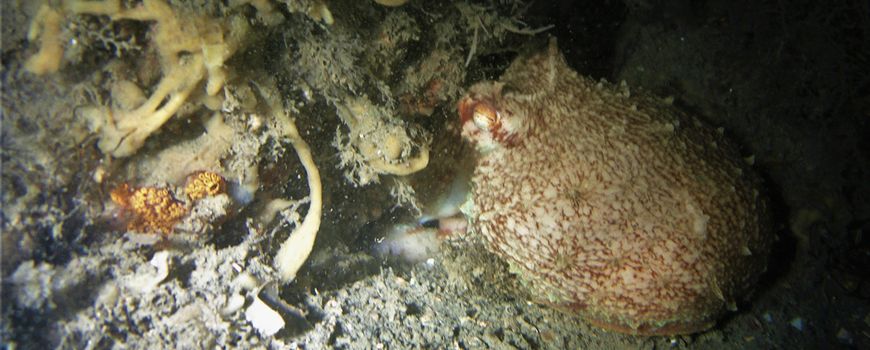 Uniek: octopus in de Oosterschelde