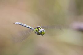 Aeshna cyanea. Blauwe glazenmaker