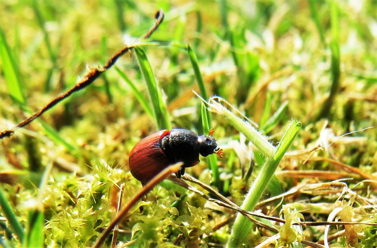 Aphodius fimetarius