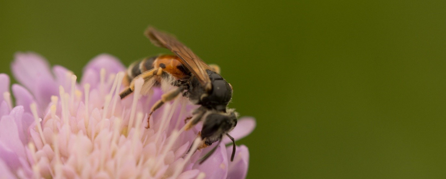 https://images.e-vision.nl/naturetoday/images/optimized/e02cc17e-7acc-4bca-ae30-2ae794425ee9.png&h=350&w=870&v=1590689781 https://images.e-vision.nl/naturetoday/images/optimized/e02cc17e-7acc-4bca-ae30-2ae794425ee9.png&h=350&w=870&v=1590689781