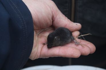 De melanistische dwergmuis uit 2016