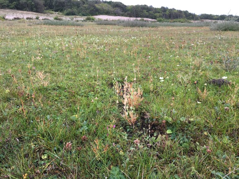 Fraai duizenguldenkruid en herfstbitterling in paardenspoor in duinvallei Oranjezon