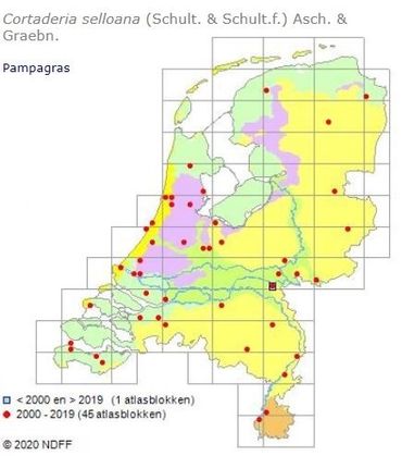 De verspreiding van Pampagras in Nederland