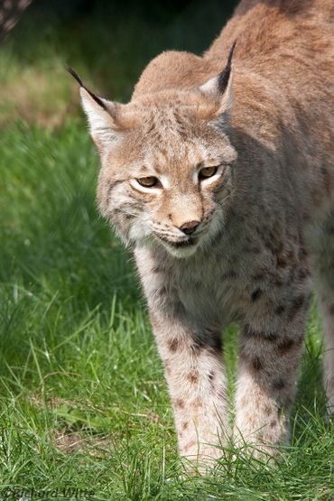 Grootschalig natuurherstel helpt om zeldzame soorten als de lynx meer leefgebied te geven