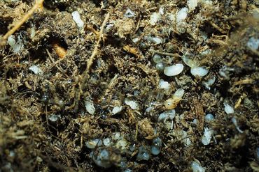 Vele werksters, larven en poppen tussen de wortels van de perenboom