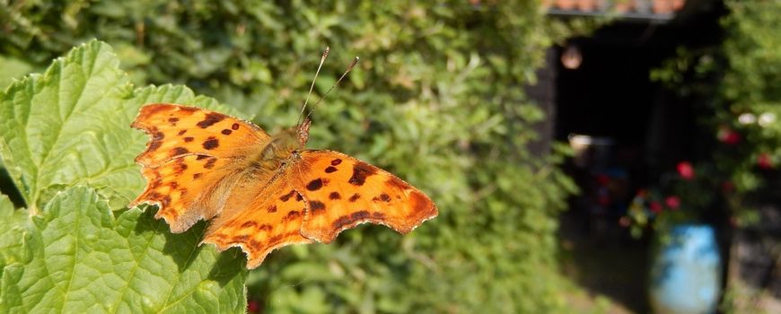 Vlindertoptijd in uw tuin!