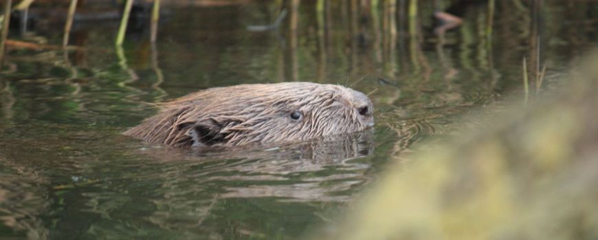Jonge Bever pics