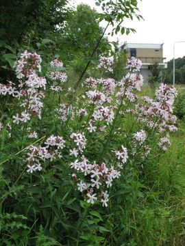 Saponaria officinalis 3, Zeepkruid,