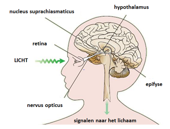 Nederlands Centrum Jeugdgezondheid 1 Introductie Gezonde Slaap