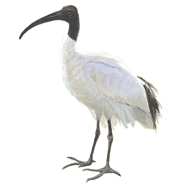 Wonderlijk Heilige ibis | Vogelbescherming BA-41