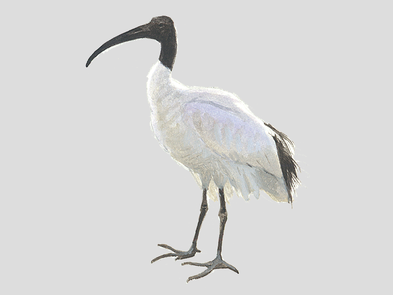 Nieuw Heilige ibis | Vogelbescherming PZ-05