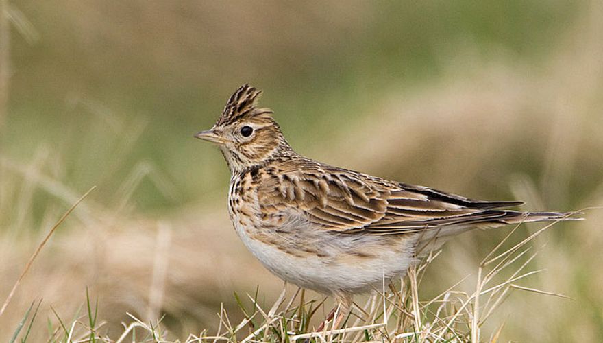Piepers En Leeuweriken Vogelbescherming piepers-en-leeuweriken-vogelbescherming