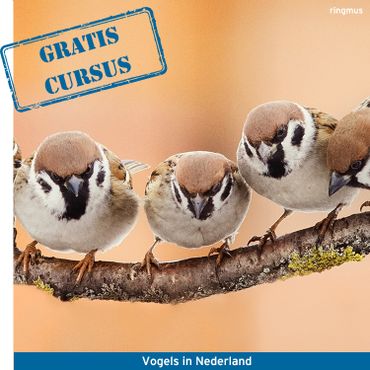 Wil je een Gratis online vogelcursus volgen