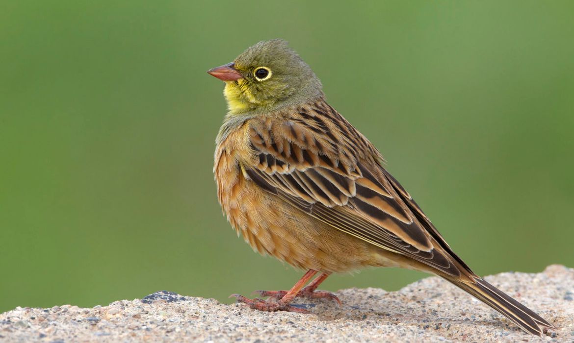 Ortolaan Vogelbescherming